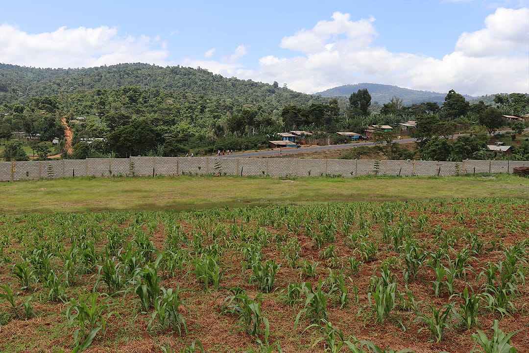 Highland Berry Coffee Farm in Ethiopia